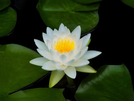 池に咲く白い睡蓮 池に咲く白い睡蓮 睡蓮,花,華の写真素材