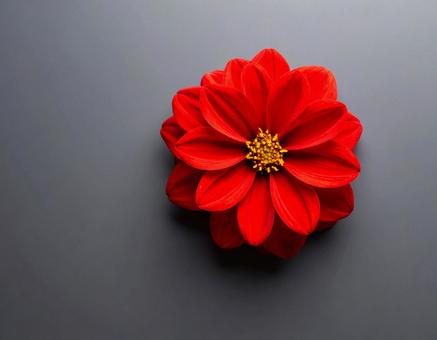 真っ赤な花の写真