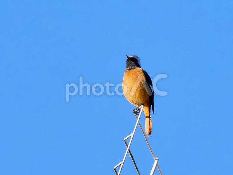 黒くて顔のよくわからないジョウビタキ雄 ジョウビタキ,オス,青空の写真素材