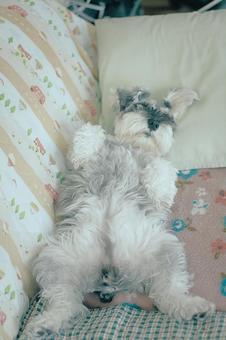 ミニチュアシュナウザー 犬,ペット,動物の写真素材