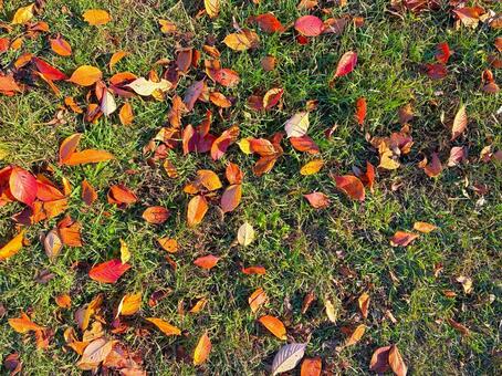 サクラの落ち葉　芝生 サクラ,落ち葉,芝生の写真素材