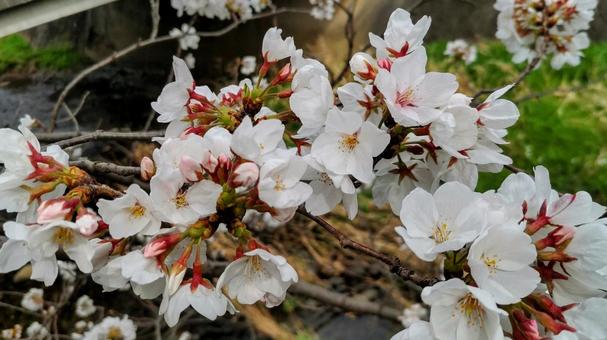 志井川の桜 志井川の桜 春,サクラ,自然の写真素材