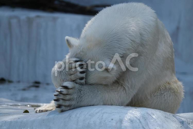頭を抱える白クマ 白クマ,クマ,動物園の写真素材