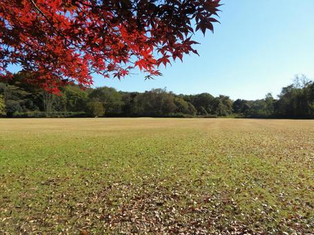 秋の芝生広場 秋,11月,紅葉の写真素材