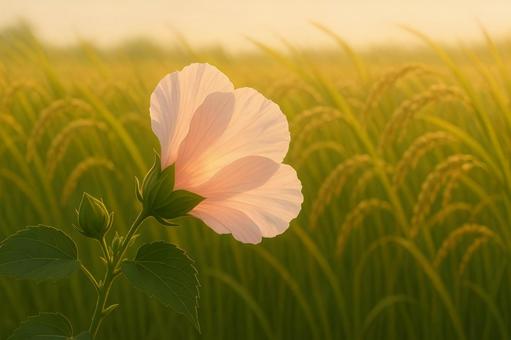 田園に咲く酔芙蓉 田園に咲く酔芙蓉の写真