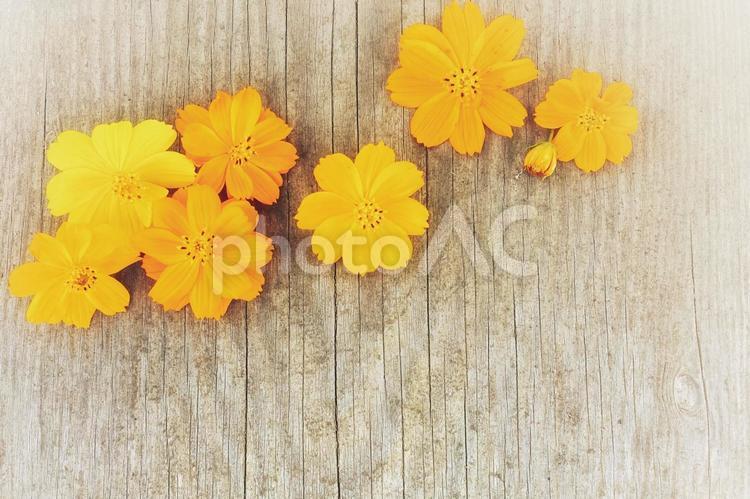 木目とコスモス　上　明るめ 花,木目,背景の写真素材