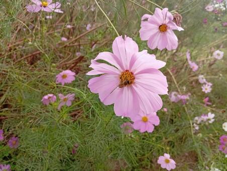 コスモスと蜜蜂 コスモス,秋桜,蜜蜂の写真素材