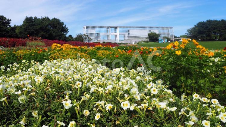 展望広場の花壇・葛西臨海公園（江戸川区） 展望広場,花壇,花の写真素材