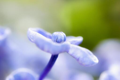おたふく紫陽花 おたふく紫陽花の写真