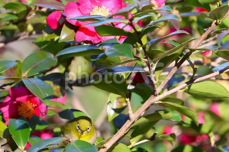 １月中旬の峰山公園のメジロとサザンカ 背景,メジロ,野鳥の写真素材