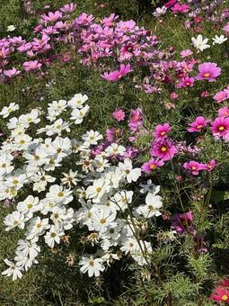 コスモスの写真