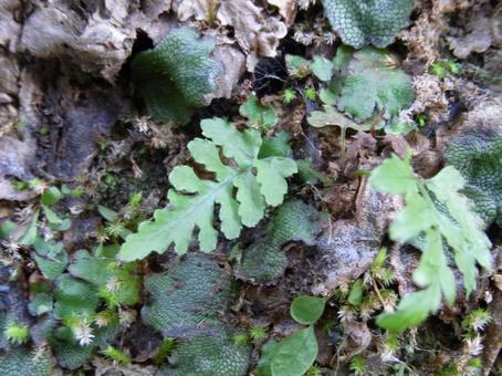Photo, fern, plant, moss, 
