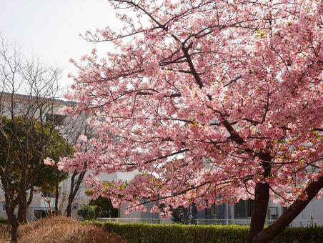 桜 桜の写真