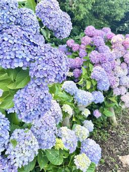 虹色アジサイ 虹色アジサイ 梅雨,紫陽花,6月の写真素材