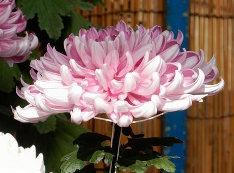 【風景写真】福山菊花展覧会の風景 キク,菊,菊花展の写真素材