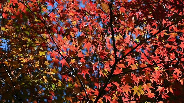 真っ赤に色づく紅葉の木漏れ日 もみじ,秋,紅葉の写真素材