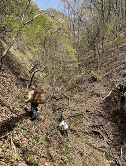 山菜採り 川,自然,背景の写真素材