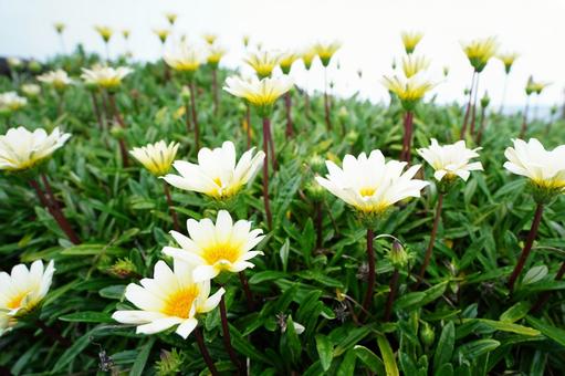無数に咲いたガザニアの花 ガザニア,勲章菊,キク科の写真素材