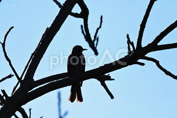 ヒヨドリのシルエット ヒヨドリ,野鳥,冬の写真素材
