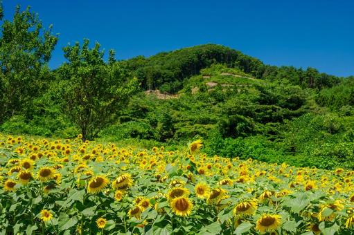 ヒマワリ(48) ヒマワリ(48) 夏,花,ヒマワリの写真素材