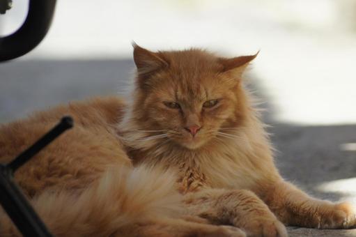 ねこ ねこ のらねこ,にゃんこ,可愛いの写真素材