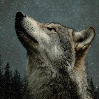 森の中で遠くを見つめる、オオカミの横顔 森の中で遠くを見つめる、オオカミの横顔の写真