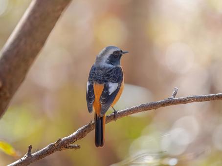 枝にとまるジョウビタキのオス 枝にとまるジョウビタキのオス ジョウビタキ,ジョビオ,ジョウビタキのオスの写真素材