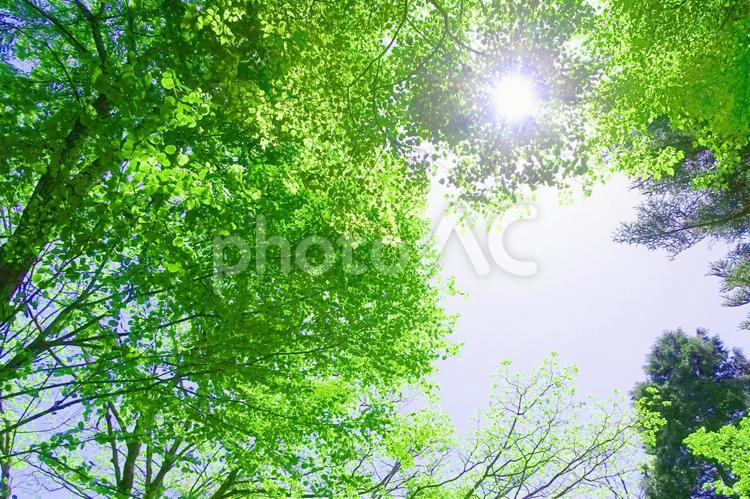 樹木と空 木漏れ日,木洩れ日,樹木の写真素材