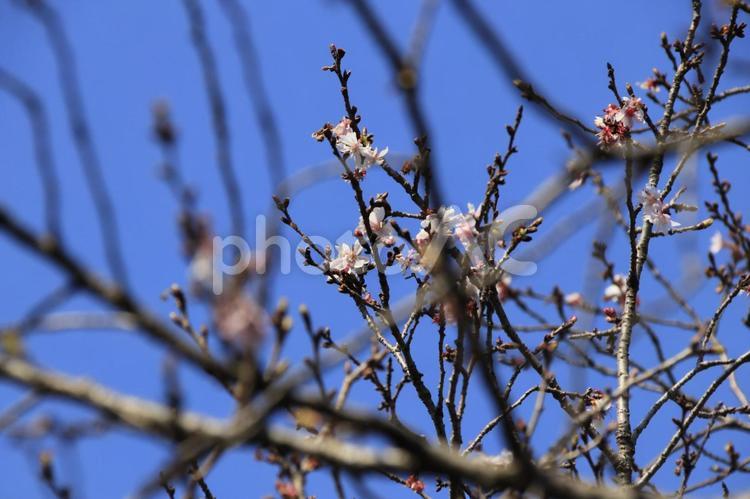 桜　（十月桜） 桜,十月桜,飛鳥山公園の写真素材