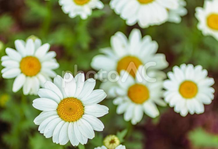 雛菊の花5 ヒナギク,雛菊,菊の写真素材