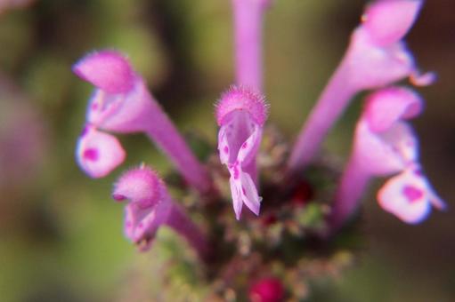 Photo, weed, close-up, annular, 