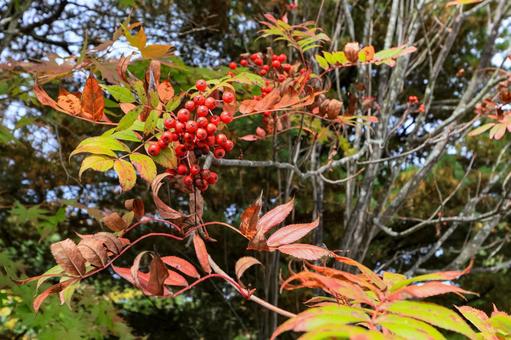 ナナカマド ナナカマド,秋,植物の写真素材