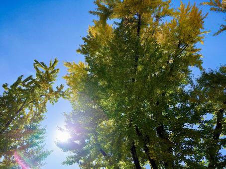 色づく木々 イチョウ,秋,銀杏の写真素材