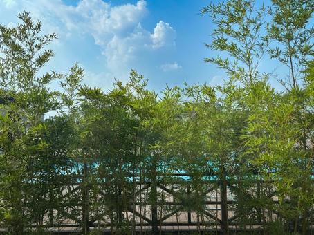 青空と竹が揺れる夏のさわやかな風景 青空と竹が揺れる夏のさわやかな風景 青空,竹,夏の写真素材