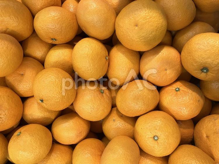 大量の甘夏のテクスチャ01 甘夏,多量,大量の写真素材