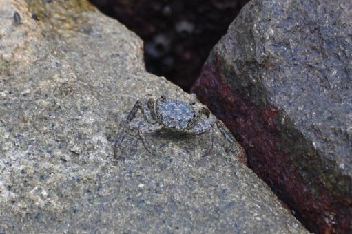 保護色のカニを見つけた! 保護色のカニを見つけた! カニ,甲殻類,保護色の写真素材