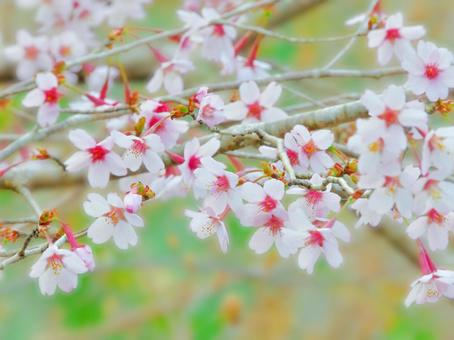 早咲きの桜1 早咲きの桜1の写真