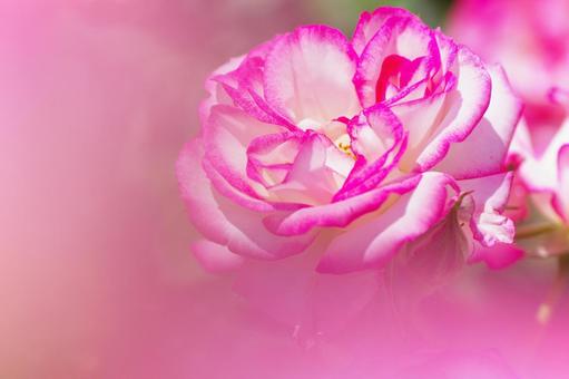 中之島バラ園　ピンクの薔薇　ニコールの写真