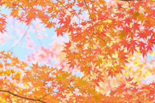 鮮やかな紅葉 鮮やかな紅葉の写真