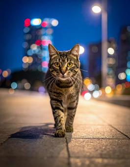 大都市・猫の夜廻りの写真