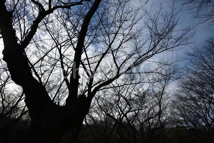 秋の昭和記念公園 昭和記念公園,国営昭和記念公園,紅葉の写真素材
