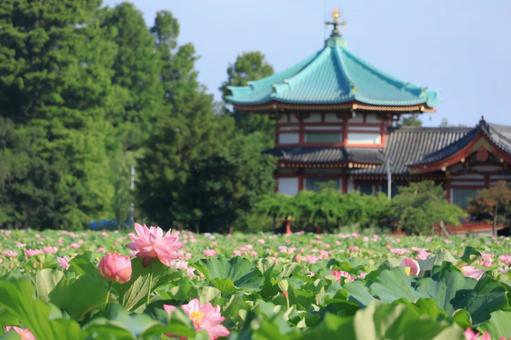 上野公園 不忍池(蓮池) 蓮の花と弁天堂 上野公園 不忍池(蓮池) 蓮の花と弁天堂の写真