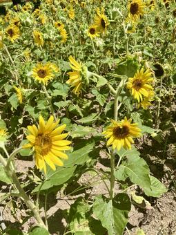 sunflower, सूरजमुखी, फूल, पौधा, JPG