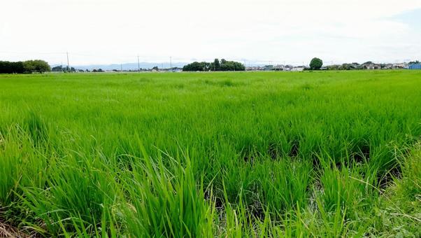 緑が広がる田舎の田園風景 緑が広がる田舎の田園風景の写真