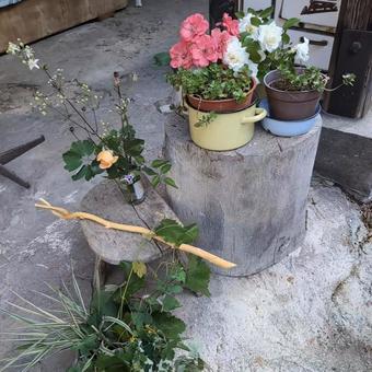 花 花の写真