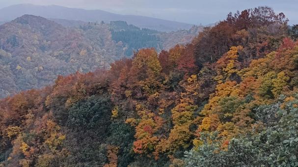 魚沼スカイラインの紅葉 紅葉,秋,11月の写真素材