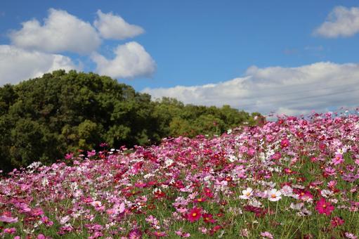 青空と白い雲と緑の森とカラフルな秋桜畑 青空,白い,雲の写真素材