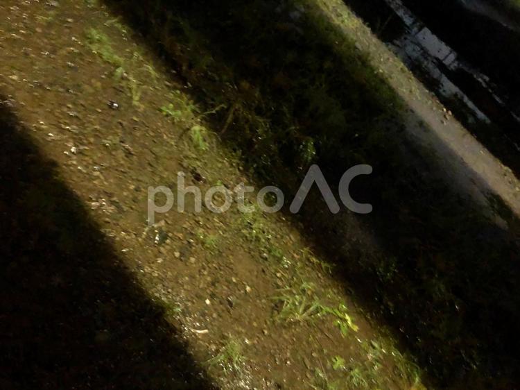 雨と夜と光 川,水たまり,植物の写真素材