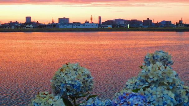 6月下旬の野田池の夕焼けとあじさいの花 6月下旬の野田池の夕焼けとあじさいの花の写真