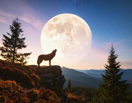 満月と遠吠えするオオカミ 満月と遠吠えするオオカミの写真